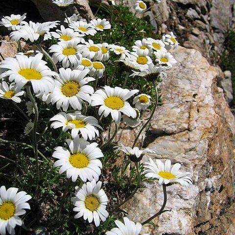 Leucanthemopsis unspecified picture