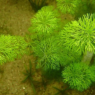 Myriophyllum simulans unspecified picture