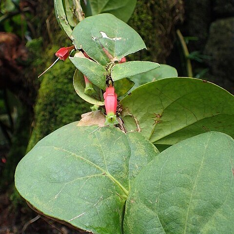 Macleania ericae unspecified picture