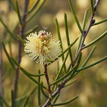 Melaleuca thapsina unspecified picture