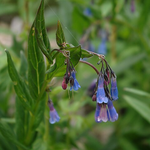 Mertensia franciscana unspecified picture