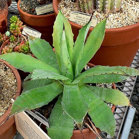 Agave pachycentra unspecified picture