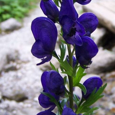 Aconitum firmum unspecified picture