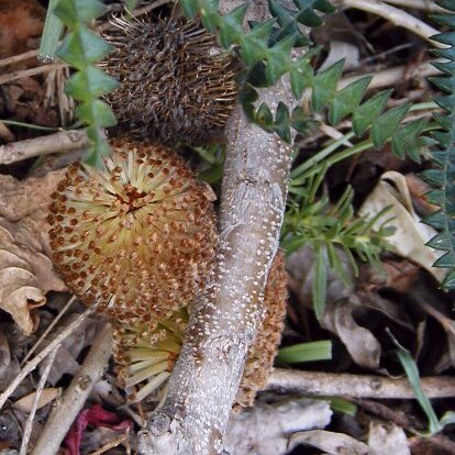 Banksia dryandroides unspecified picture