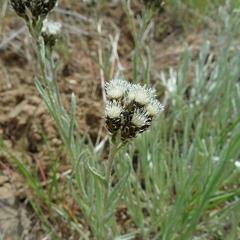 Antennaria stenophylla unspecified picture