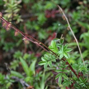 Acaena elongata unspecified picture