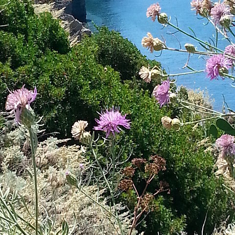 Centaurea aeolica unspecified picture