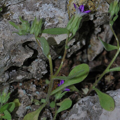 Campanula camptoclada unspecified picture