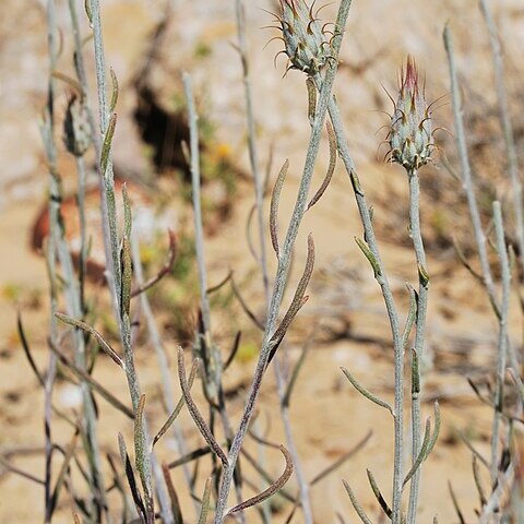 Jurinea staehelinae unspecified picture