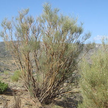 Genista cinerascens unspecified picture