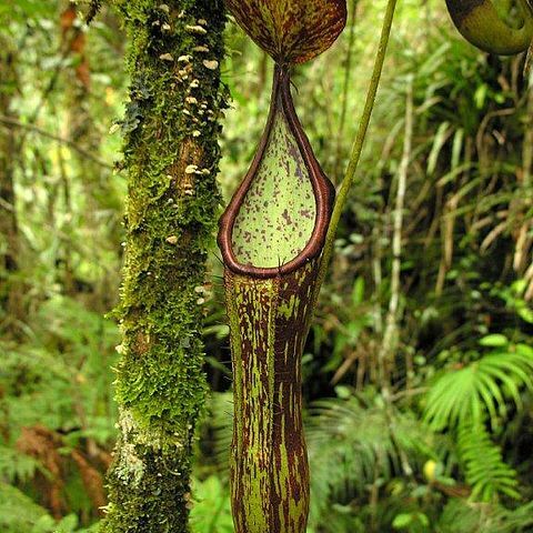 Nepenthes copelandii unspecified picture