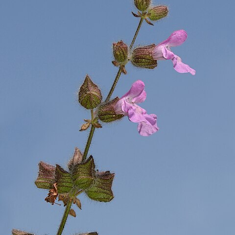 Salvia pinnata unspecified picture