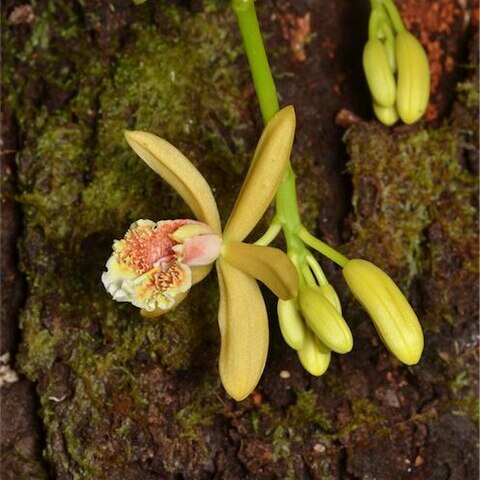 Pseudovanilla foliata unspecified picture