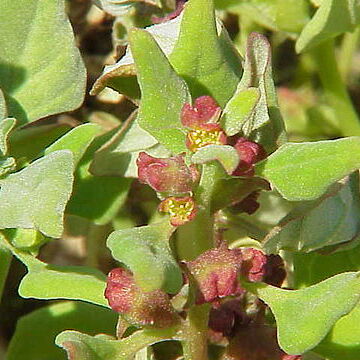 Tetragonia echinata unspecified picture