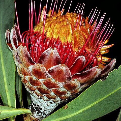 Protea laetans unspecified picture