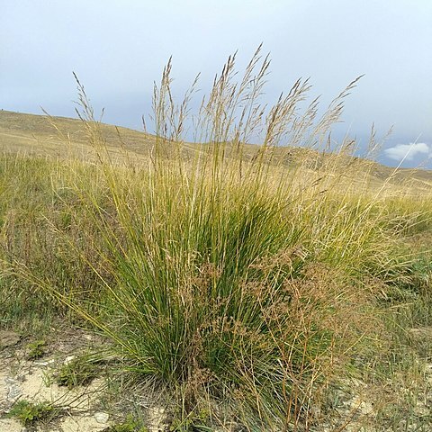 Stipa splendens unspecified picture