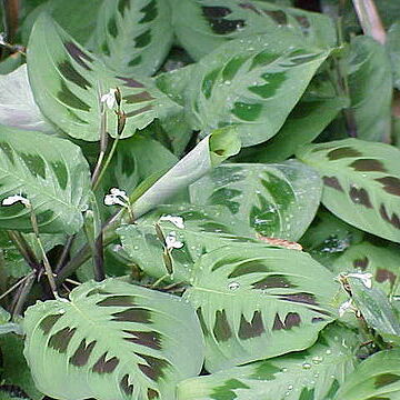 Marantaceae unspecified picture