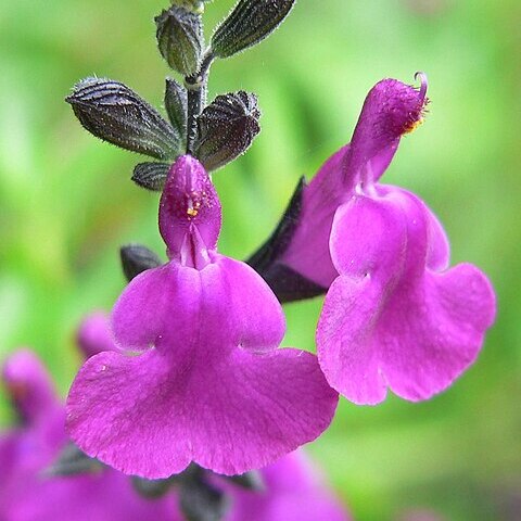 Salvia muelleri unspecified picture