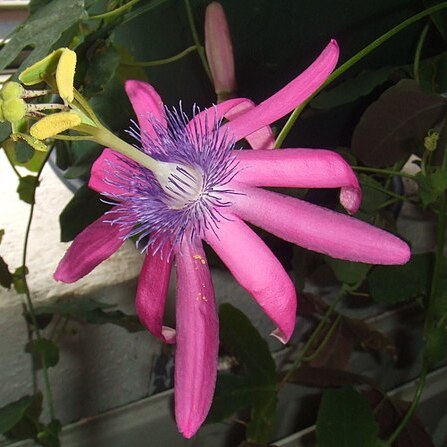 Passiflora kermesina unspecified picture