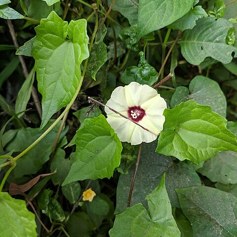 Hewittia scandens unspecified picture