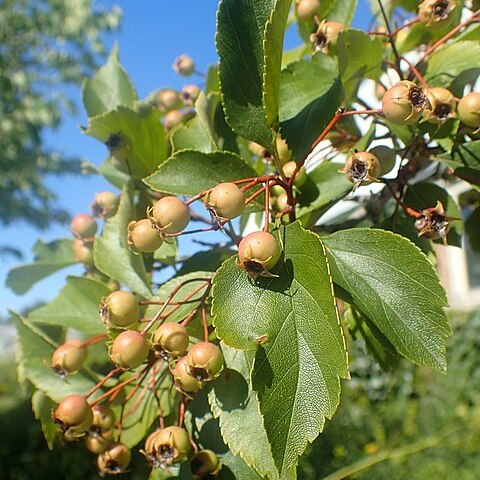 Crataegus nitida unspecified picture