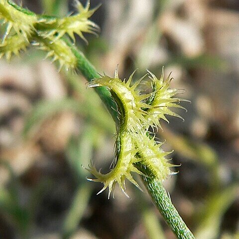 Pectocarya recurvata unspecified picture