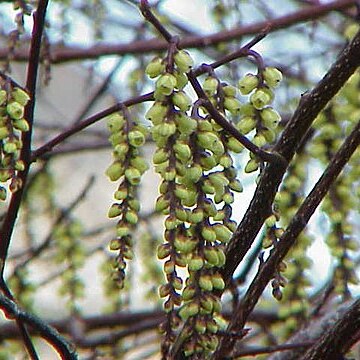 Stachyurus chinensis unspecified picture