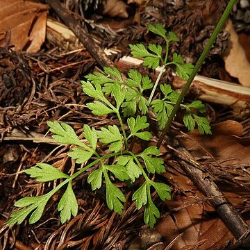 Pternopetalum tanakae unspecified picture