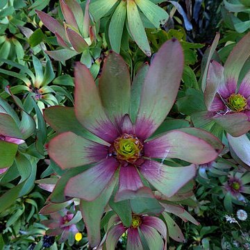 Leucadendron tinctum unspecified picture