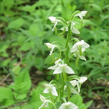 Platanthera densa unspecified picture