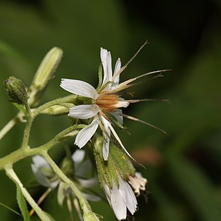 Prenanthes unspecified picture