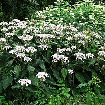 Hydrangea sargentiana unspecified picture