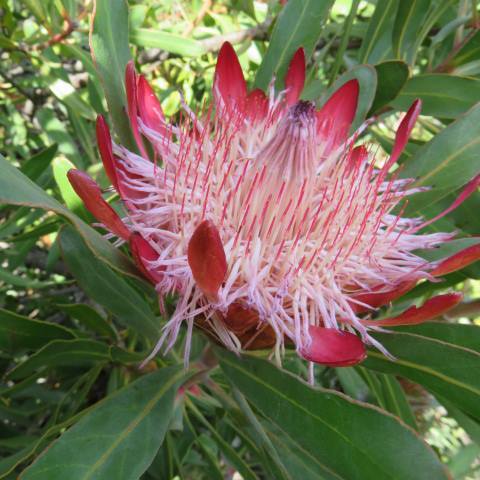 Protea susannae unspecified picture