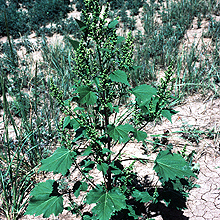 Cyclachaena unspecified picture