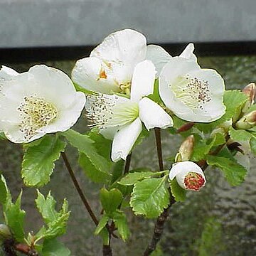 Eucryphia glutinosa unspecified picture