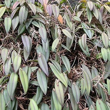 Acianthera macuconensis unspecified picture