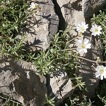 Cerastium lineare unspecified picture