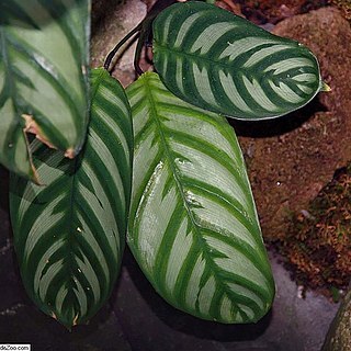 Ctenanthe amabilis unspecified picture