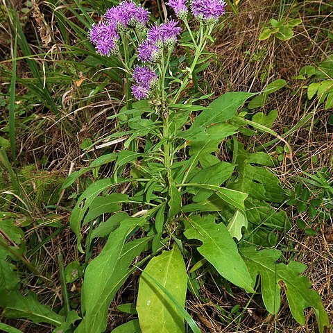 Saussurea pulchella unspecified picture