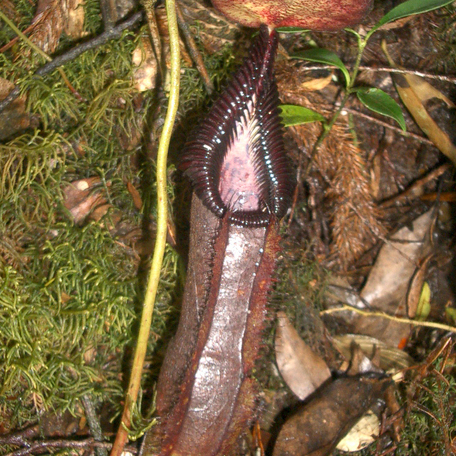 Nepenthes singalana unspecified picture