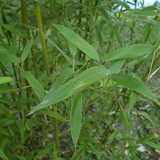 Phyllostachys mannii unspecified picture