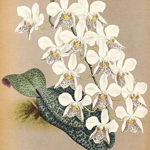 Phalaenopsis stuartiana unspecified picture