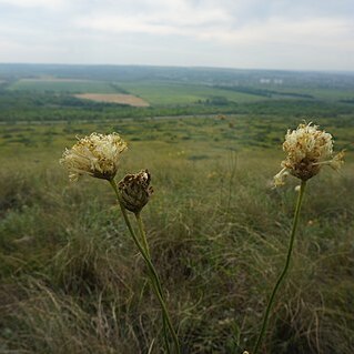 Cephalaria uralensis unspecified picture