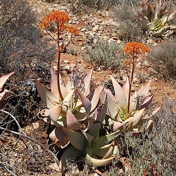 Aloe komaggasensis unspecified picture