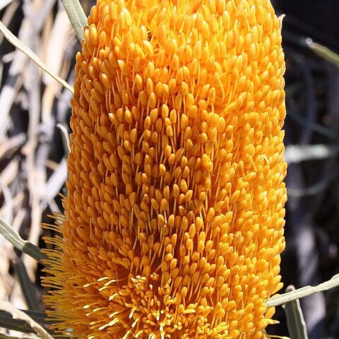 Banksia benthamiana unspecified picture