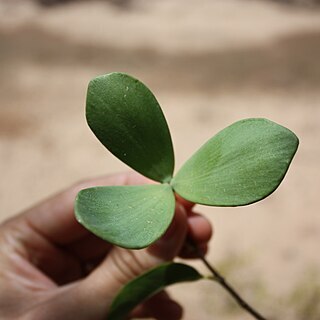 Loeseneriella africana unspecified picture