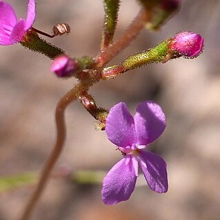 Stylidium productum unspecified picture