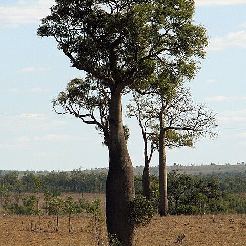 Brachychiton rupestris unspecified picture