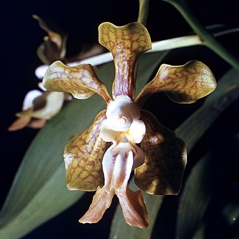 Vanda stangeana unspecified picture