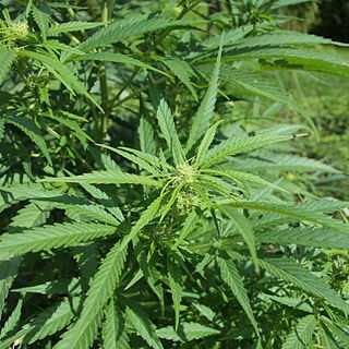 Cannabis sativa unspecified picture